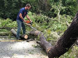 Professional Tree Care Services in Park Hills, KY