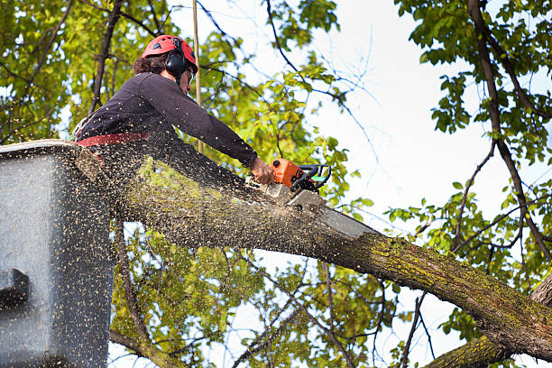 How Our Tree Care Process Works  in  Park Hills, KY